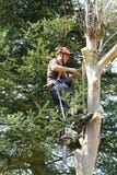 Homme occupé dans l'arbre d'abattage Homme occupé dans l'arbre d'abattage