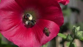 Hommel het plukken stuifmeel van stokroosbloem, 4K stock footage Hommel het plukken stuifmeel van stokroosbloem, 4K stock footage
