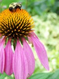 Hommel op coneflower royalty-vrije stock foto Hommel op coneflower royalty-vrije stock foto