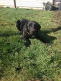 Hond stock foto Hond stock foto