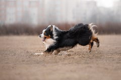 Hond die en in het park lopen spelen royalty-vrije stock foto Hond die en in het park lopen spelen royalty-vrije stock foto