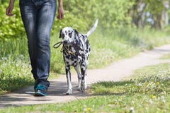 Hond die met de eigenaar lopen stock foto Hond die met de eigenaar lopen stock foto