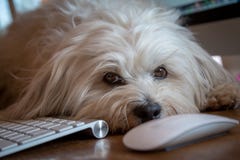 Hond die op het bureau liggen Stock Afbeelding Hond die op het bureau liggen Stock Afbeelding