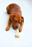 Hond die van Browin de minipinscher een been eet stock foto Hond die van Browin de minipinscher een been eet stock foto
