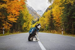 Hond met een rugzak op de weg stock afbeeldingen Hond met een rugzak op de weg stock afbeeldingen