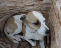 Hond met een slimme blik stock afbeelding Hond met een slimme blik stock afbeelding