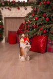 Hond nieuw jaar royalty-vrije stock afbeelding Hond nieuw jaar royalty-vrije stock afbeelding