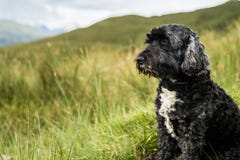 Hond op een Schotse berg stock afbeeldingen Hond op een Schotse berg stock afbeeldingen