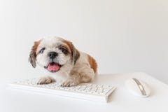 Hond op witte achtergrond Stock Foto Hond op witte achtergrond Stock Foto