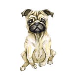 Hond van geïsoleerd rassenpug Puppy stock illustratie Hond van geïsoleerd rassenpug Puppy stock illustratie