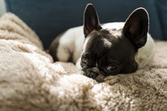 Hond van het Franse buldogras die bovenop een beige langharige deken leggen stock foto's Hond van het Franse buldogras die bovenop een beige langharige deken leggen stock foto's