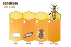 Honey bee life cycle. Stages of development of the bee