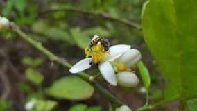 Honey bee on lime flower stock photography Honey bee on lime flower stock photography