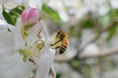 Honey Bee Macro nella primavera, fiori bianchi del fiore della mela si chiude su, l'ape raccoglie il polline ed il nettare Germog Fotografie Stock Honey Bee Macro nella primavera, fiori bianchi del fiore della mela si chiude su, l'ape raccoglie il polline ed il nettare Germog Fotografie Stock