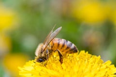 Honey Bee på en maskrosblomma arkivfoton Honey Bee på en maskrosblomma arkivfoton