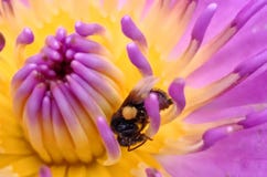 Honey bee working on lotus flower stock photo Honey bee working on lotus flower stock photo