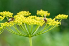 Honey bees on parsnip close up stock image Honey bees on parsnip close up stock image