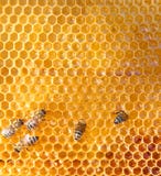Honey cells and bees