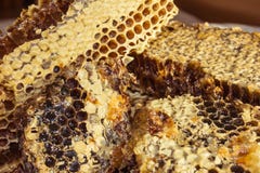 Honey comb with sweet honey. royalty free stock photos Honey comb with sweet honey. royalty free stock photos