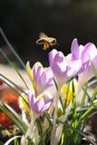 honeybee royaltyfri bild honeybee royaltyfri bild