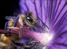 honeybee arkivbild honeybee arkivbild