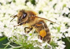 honeybee royaltyfri fotografi honeybee royaltyfri fotografi