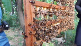 honeybee stockfotos honeybee stockfotos