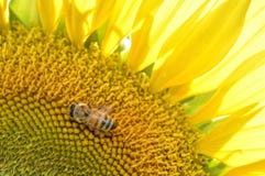 honeybee lizenzfreies stockfoto honeybee lizenzfreies stockfoto