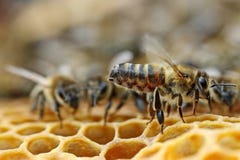 honeybee Abelhas do trabalho na colmeia As abelhas convertem o néctar no mel e fecham-no no favo de mel Foco seletivo fotos de stock honeybee Abelhas do trabalho na colmeia As abelhas convertem o néctar no mel e fecham-no no favo de mel Foco seletivo fotos de stock
