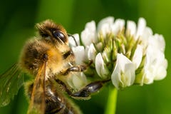 Honeybee collecting pollen from a clover blossom in the garden in summertime