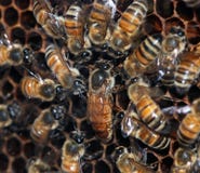 Honeybees with queen