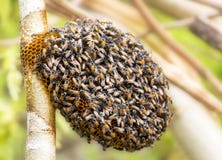 Honeycomb And Bee Or Apis Florea On Moringa Tree And Blur Green Stock Photography