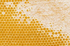 Honeycomb Texture Royalty Free Stock Photos Honeycomb Texture Royalty Free Stock Photos