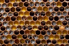 Honeycomb Texture Stock Photos Honeycomb Texture Stock Photos