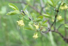 Honeysuckle Blooming Branch. Spring Garden Royalty Free Stock Photo Honeysuckle Blooming Branch. Spring Garden Royalty Free Stock Photo