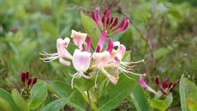 Honeysuckle flower pink royalty free stock photo Honeysuckle flower pink royalty free stock photo