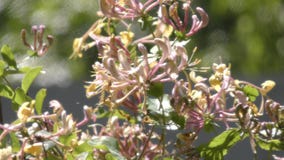 Honeysuckle flower in the wind