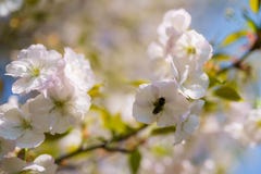Honungbin som samlar pollen och nektar som mat f?r den hela kolonin och att pollinera v?xter och blommor - v?rtid till royaltyfri bild Honungbin som samlar pollen och nektar som mat f?r den hela kolonin och att pollinera v?xter och blommor - v?rtid till royaltyfri bild