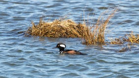 hooded merganser för and arkivfoton hooded merganser för and arkivfoton