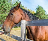 Hoofd van dichte omhooggaand van het baaipaard royalty-vrije stock afbeelding Hoofd van dichte omhooggaand van het baaipaard royalty-vrije stock afbeelding