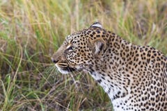Hoofd van een luipaardclose-up Masai Mara, Kenia royalty-vrije stock fotografie Hoofd van een luipaardclose-up Masai Mara, Kenia royalty-vrije stock fotografie
