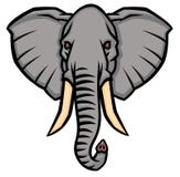 Hoofd van een olifant met grote slagtanden Stock Afbeelding Hoofd van een olifant met grote slagtanden Stock Afbeelding