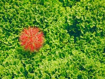 Hoog Hoekweergeven van Rode Stekelige Bloeiende Installatie tegen de Volledige Achtergrond van Kader Groene Bladeren royalty-vrije stock foto Hoog Hoekweergeven van Rode Stekelige Bloeiende Installatie tegen de Volledige Achtergrond van Kader Groene Bladeren royalty-vrije stock foto
