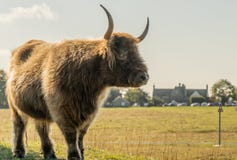 Hoogland het Lange Hoorn weiden op Gemeenschappelijke Minchinhampton, Stroud royalty-vrije stock afbeeldingen Hoogland het Lange Hoorn weiden op Gemeenschappelijke Minchinhampton, Stroud royalty-vrije stock afbeeldingen