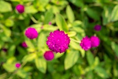 Hoogste mening van de purpere bloem van de bolamarant op vage groene bladachtergrond stock afbeeldingen Hoogste mening van de purpere bloem van de bolamarant op vage groene bladachtergrond stock afbeeldingen