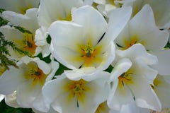 Hoogste mening van mooie witte tulpen royalty-vrije stock foto's Hoogste mening van mooie witte tulpen royalty-vrije stock foto's
