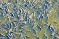 Hoogste mening van natuurlijke vissen die in duidelijke ondiepe rivier zwemmen vissen die in de zon in de natuurlijke stroom zwem royalty-vrije stock fotografie Hoogste mening van natuurlijke vissen die in duidelijke ondiepe rivier zwemmen vissen die in de zon in de natuurlijke stroom zwem royalty-vrije stock fotografie
