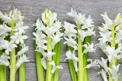 Hoogste mening van witte hyacintbloemen stock afbeeldingen Hoogste mening van witte hyacintbloemen stock afbeeldingen
