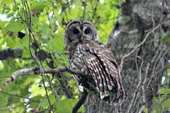 Ποιο hoot στοκ φωτογραφίες με δικαίωμα ελεύθερης χρήσης Ποιο hoot στοκ φωτογραφίες με δικαίωμα ελεύθερης χρήσης