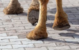 The hooves of a camel walking along the cobblestones. stock photos The hooves of a camel walking along the cobblestones. stock photos